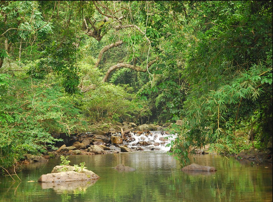 Réserve naturelle de Khe Ro à Bac Giang